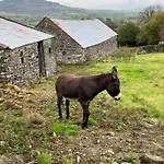 Entire In Tipperary *