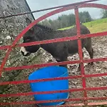 Entire In Tipperary *