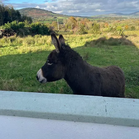 Entire In Tipperary * Нина