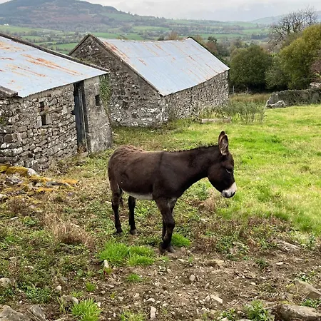 Entire In Tipperary *