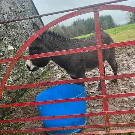 Entire In Tipperary *