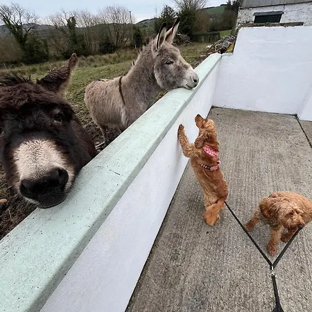 Дом отдыха Entire In Tipperary *