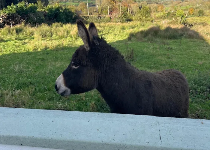 Entire In Tipperary * Nenagh