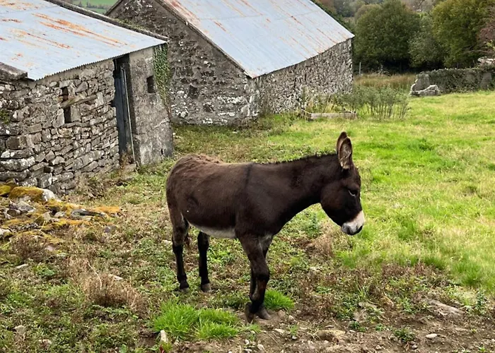 Entire In Tipperary *