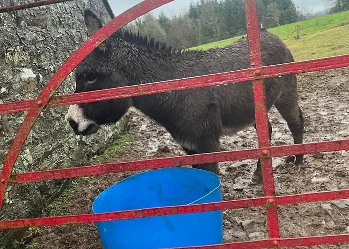 Entire In Tipperary *